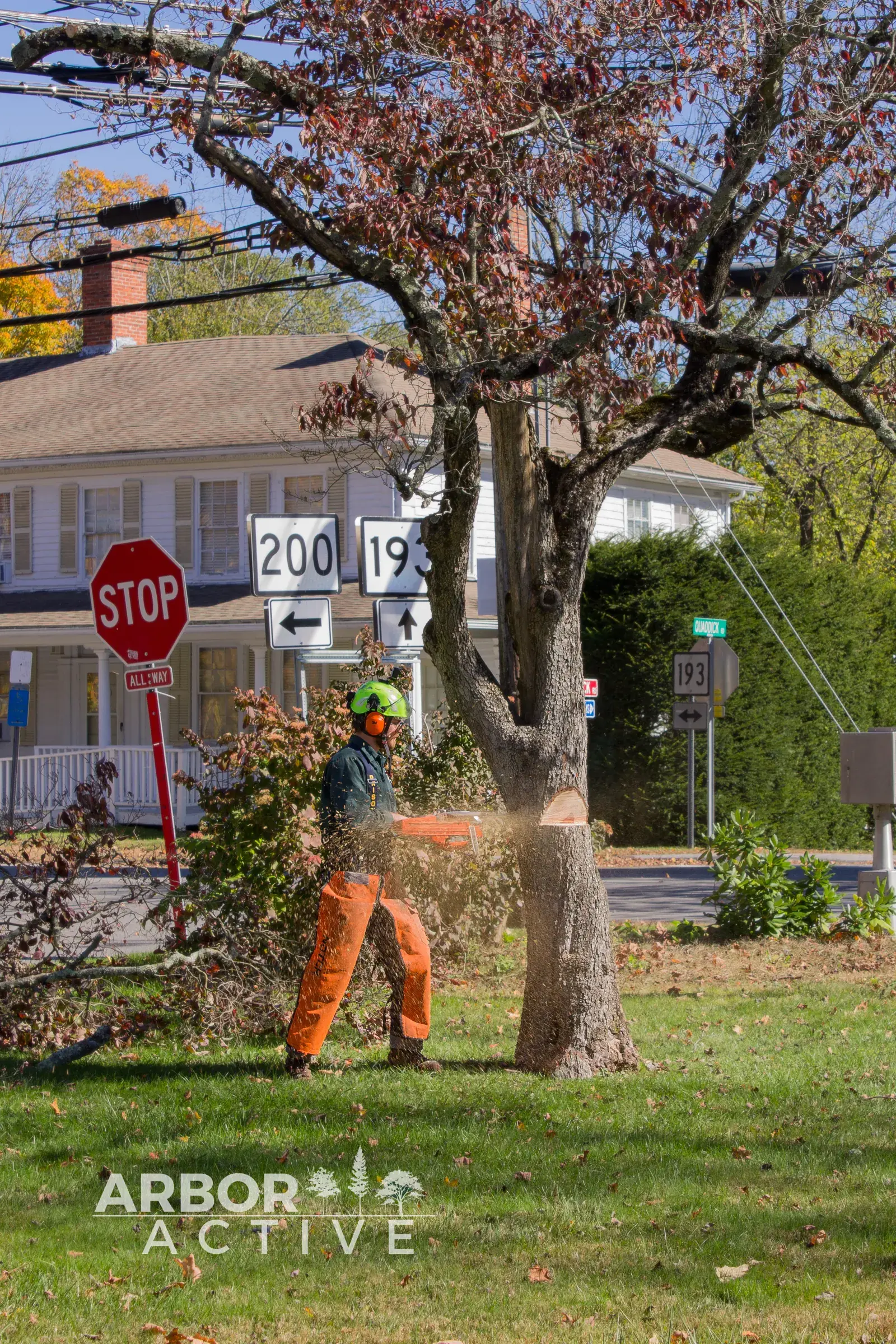 Tree Removal