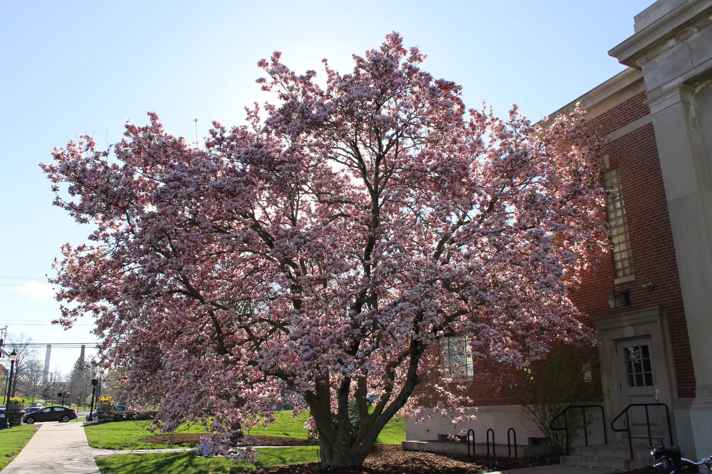 Commercial Landscape Management