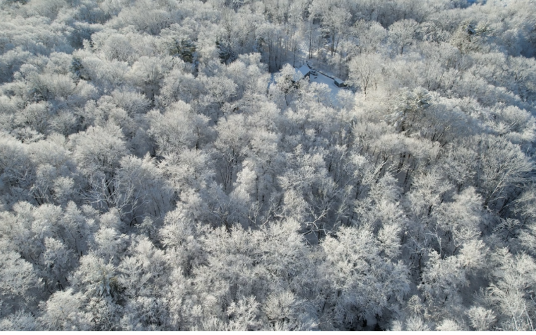 Overhead view of a forest with white trees covered in snow.