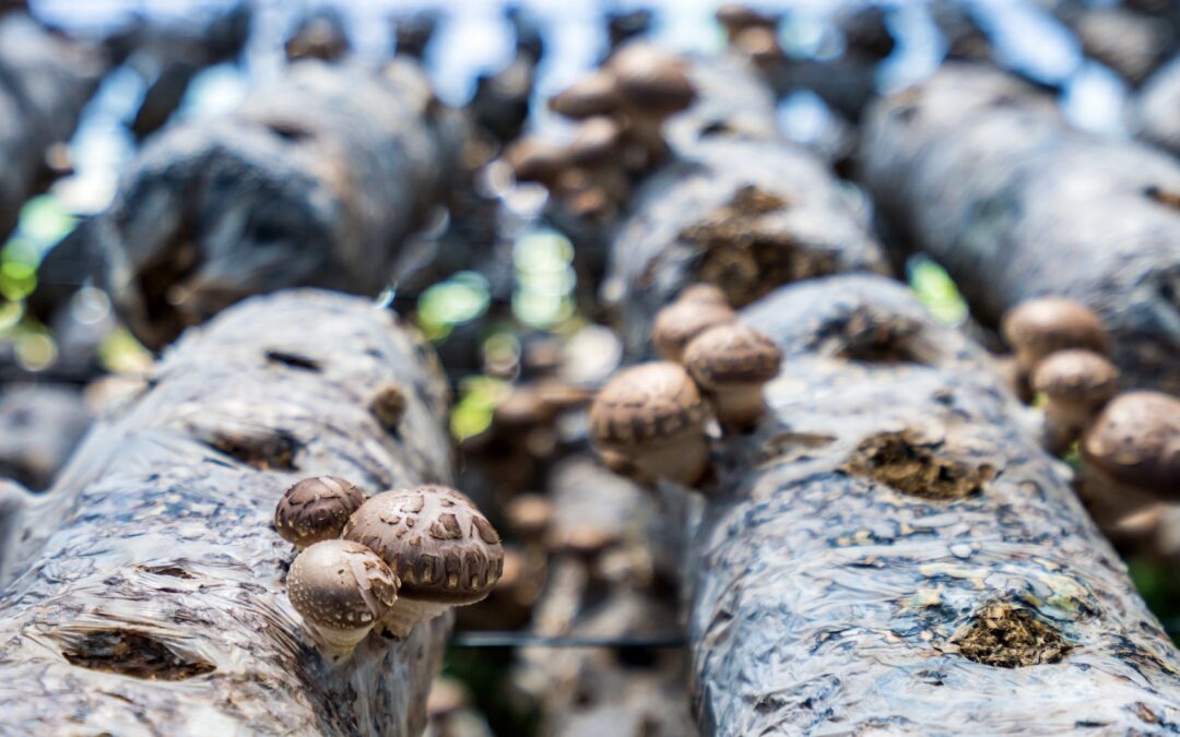 Mushroom logs with mushrooms growing on it.