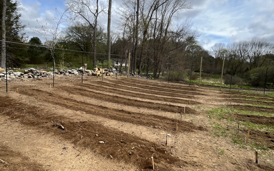 Freshly tilled garden beds ready for planting.