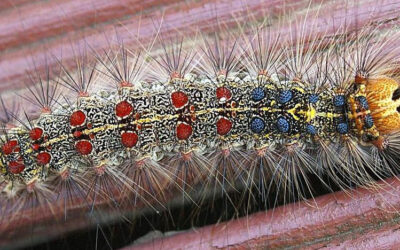 Is 2024 A Spongy (Gypsy Caterpillar) Moth Year?