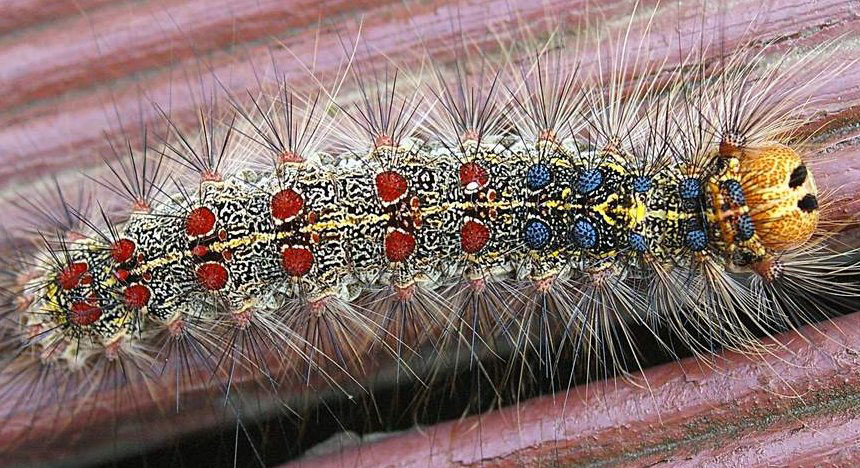 Close-up of a gypsy moth caterpillar on a leaf.