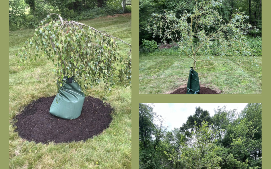 Tree planted with a protective bag to ensure summer hydration.