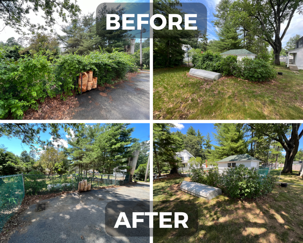 Brush and Vegetation Management Before and After