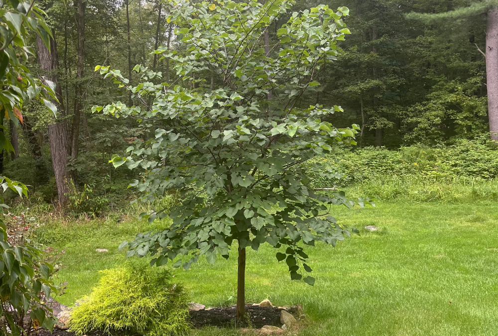 A Redbud tree on display after pruning by ArborActive