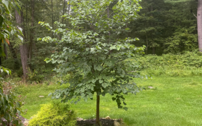 Redbud Pruning in Thompson, CT