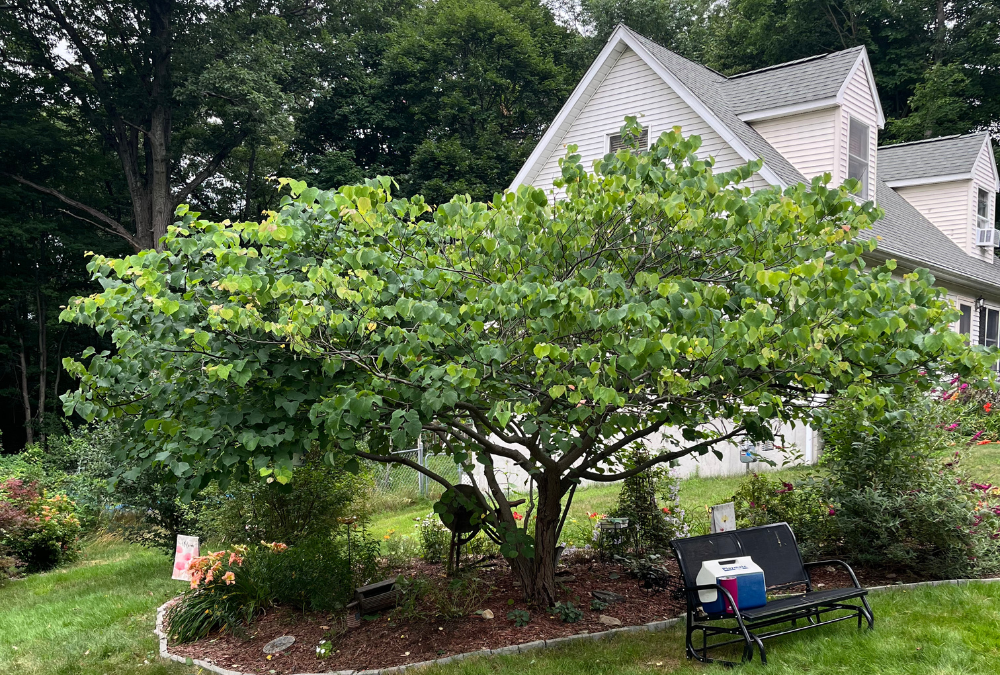 An Eastern Redbud tree on display after pruning by ArborActive.