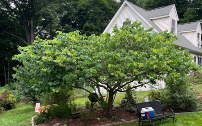 Eastern Redbud Pruning In Auburn, MA