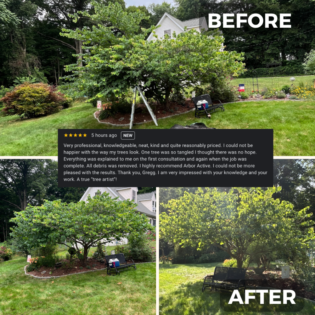 Eastern Redbud Pruning by ArborActive