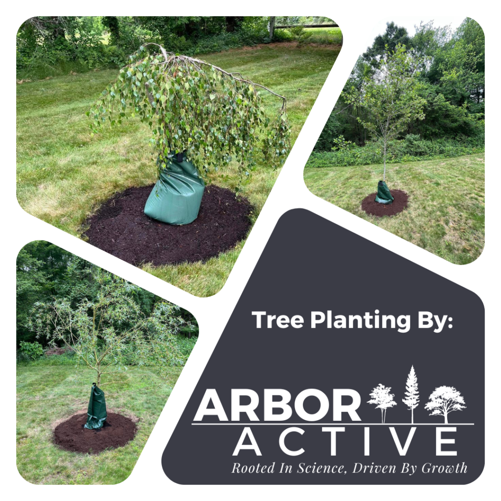 New trees planted by ArborActive