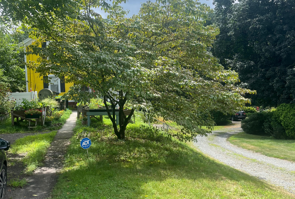 A flowering dogwood tree on display after pruning by ArborActive.