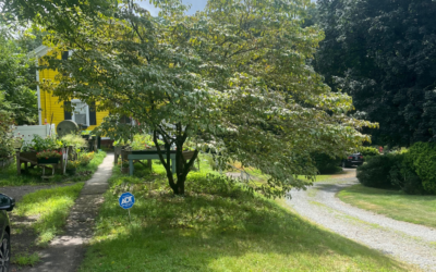 Flowering Dogwood Pruning in Putnam, CT