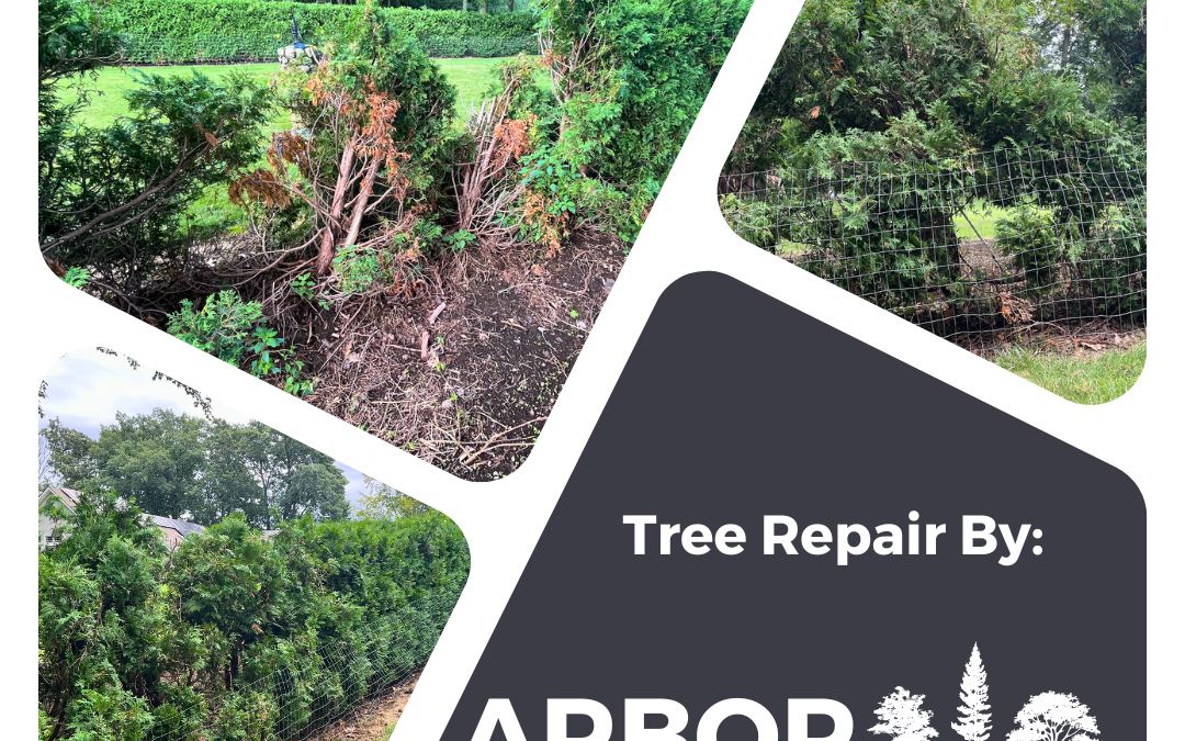 Tree Repair In Auburn, MA