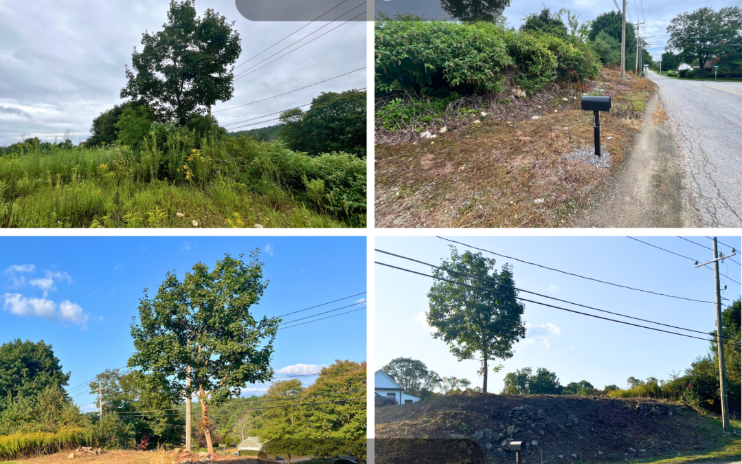 Brush and Vegetation Management and Pruning In Thompson, CT