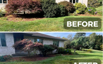 Ornamental Tree and Shrub Pruning In Charlton, Ma