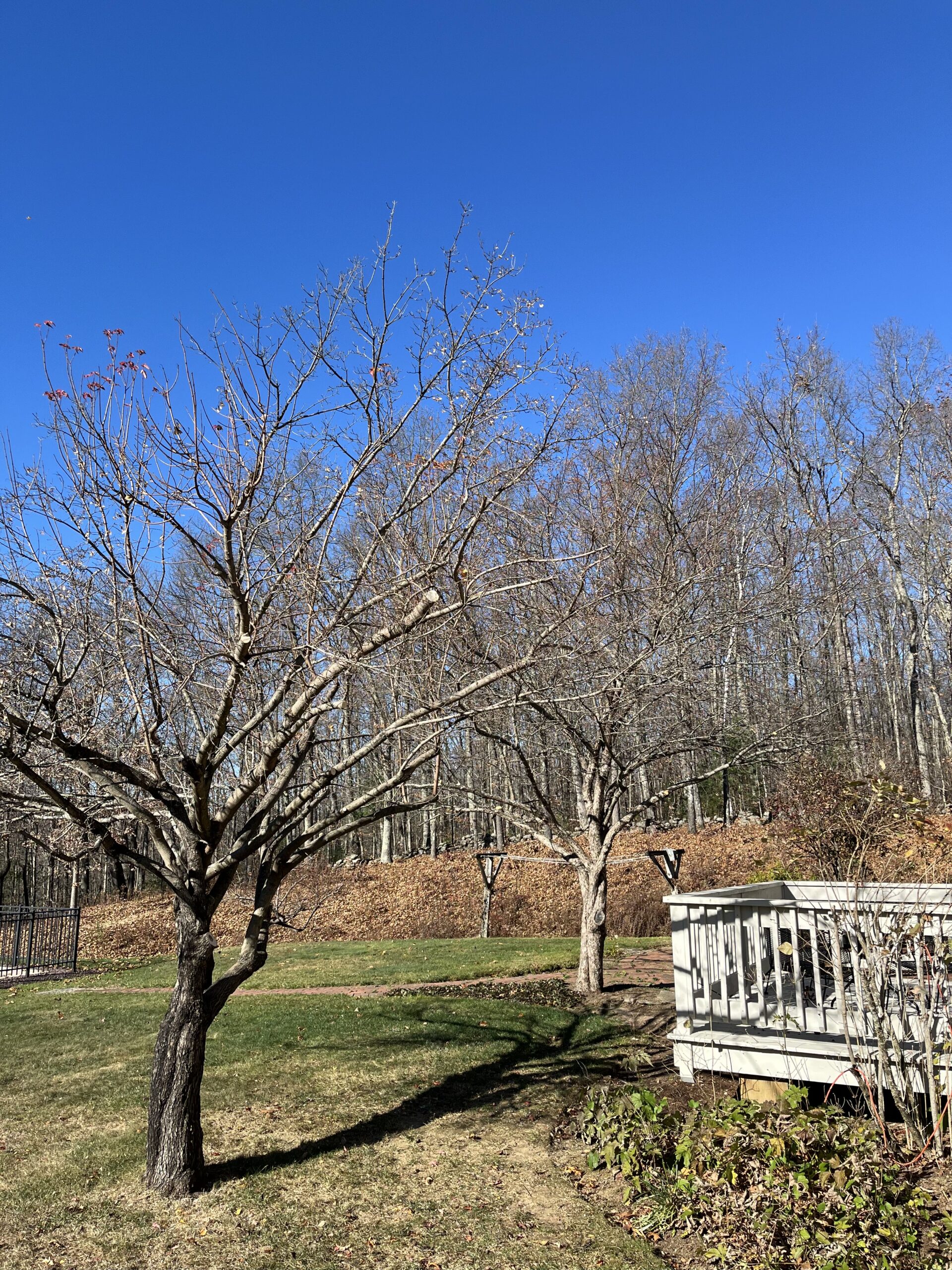 Winter Pruning: Why Professional Care Matters