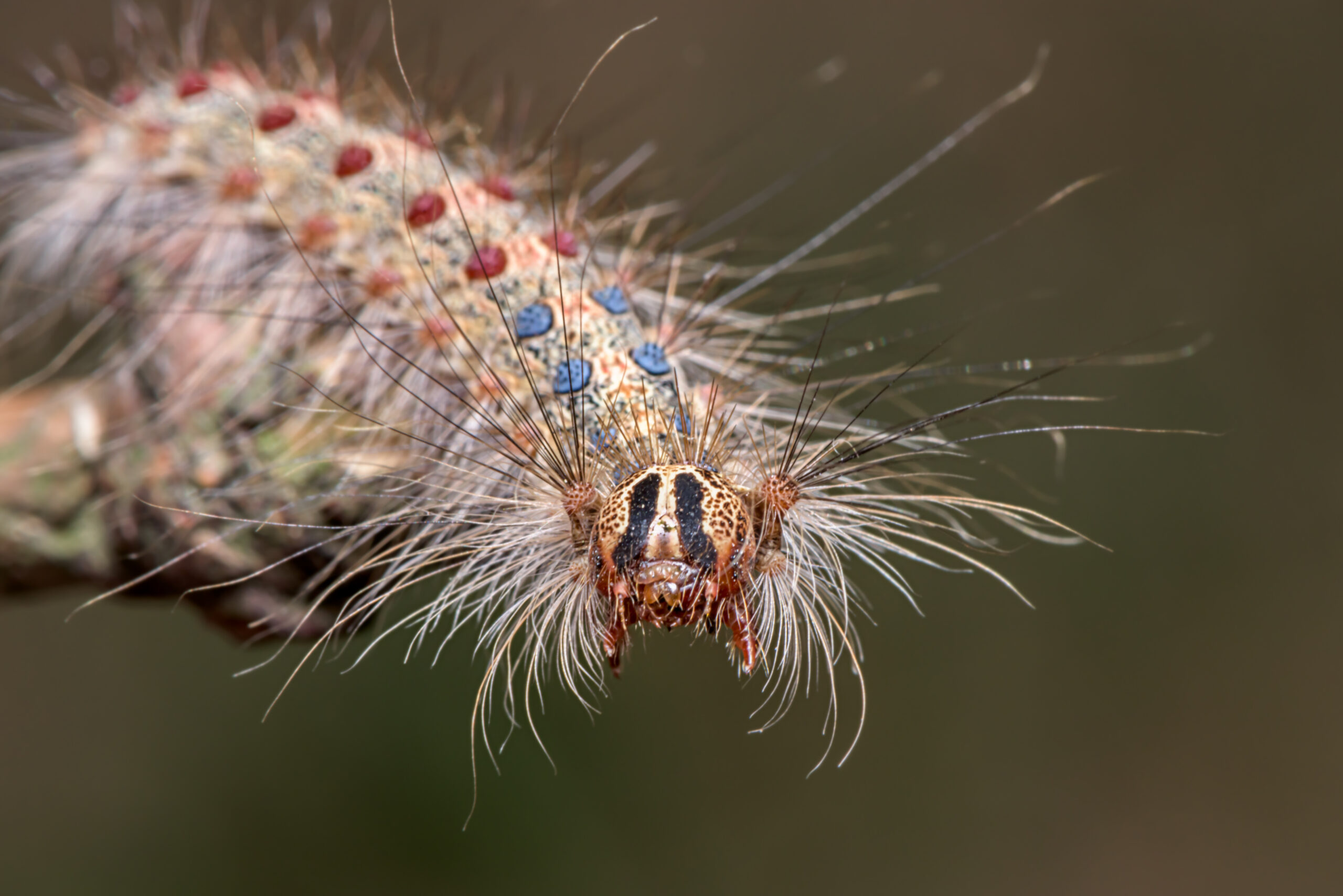 Close-up of a gypsy moth caterpillar on a leaf.