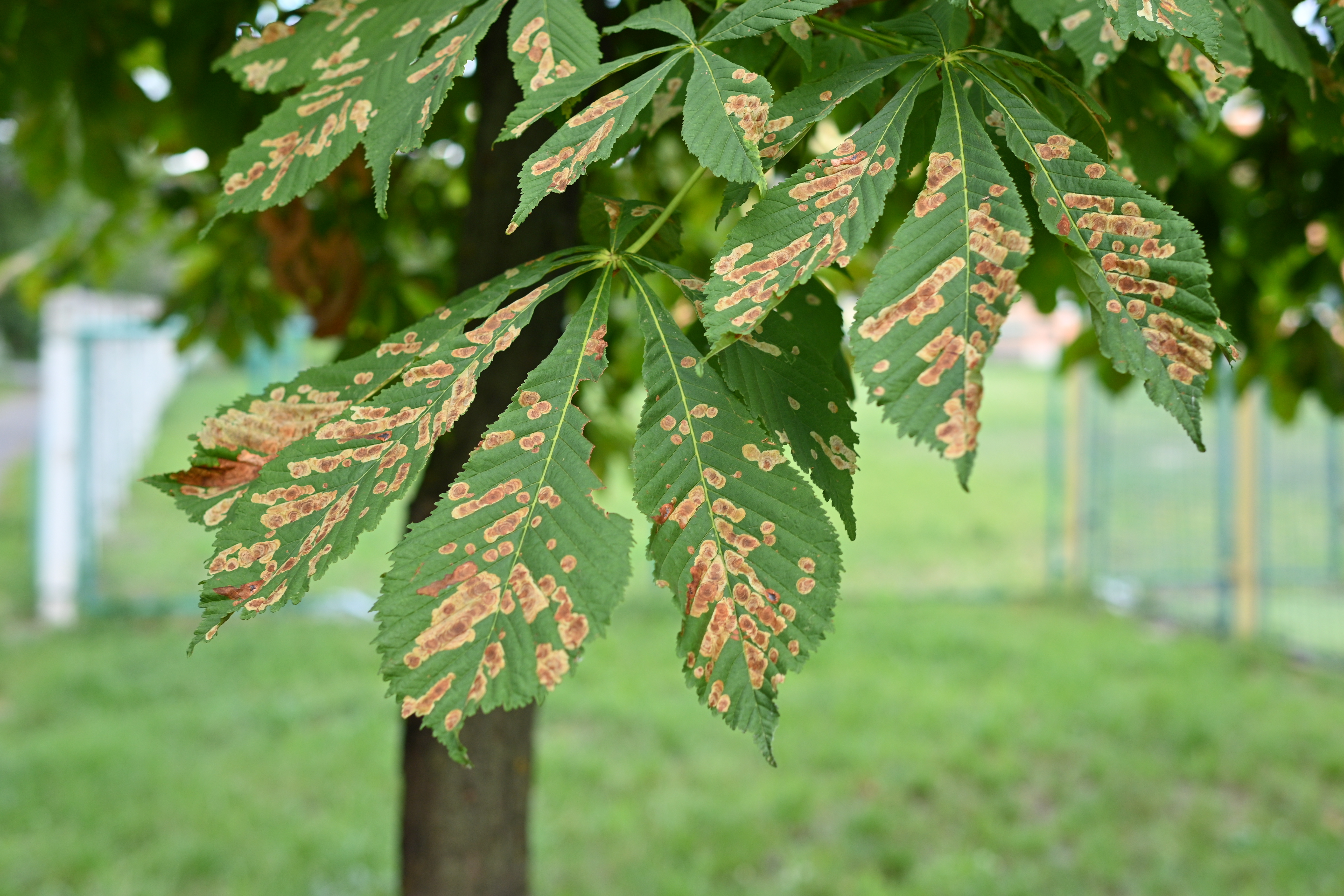 Close-up of a gypsy moth caterpillar on a leaf.