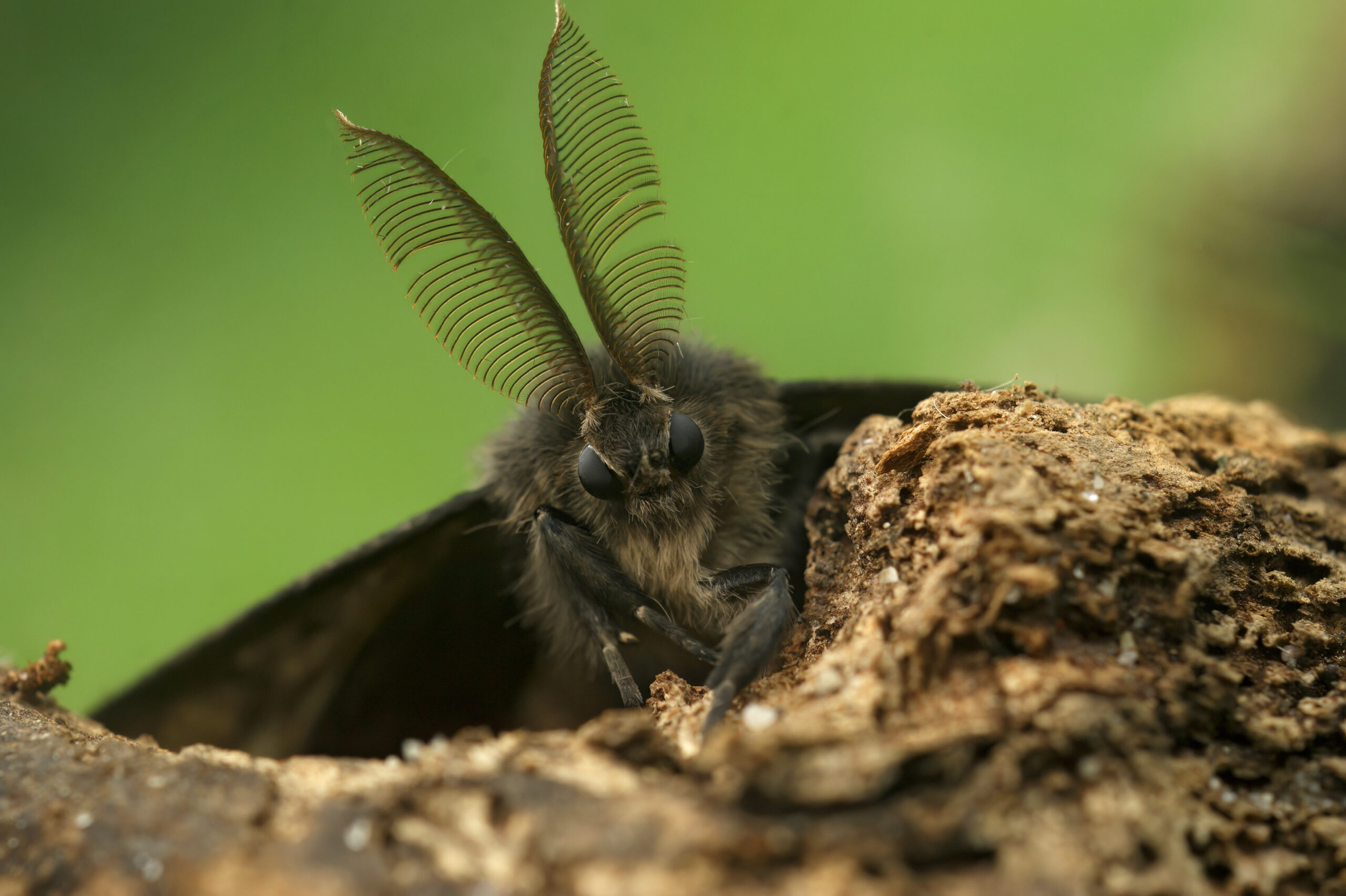 Close-up of a gypsy moth caterpillar on a leaf.