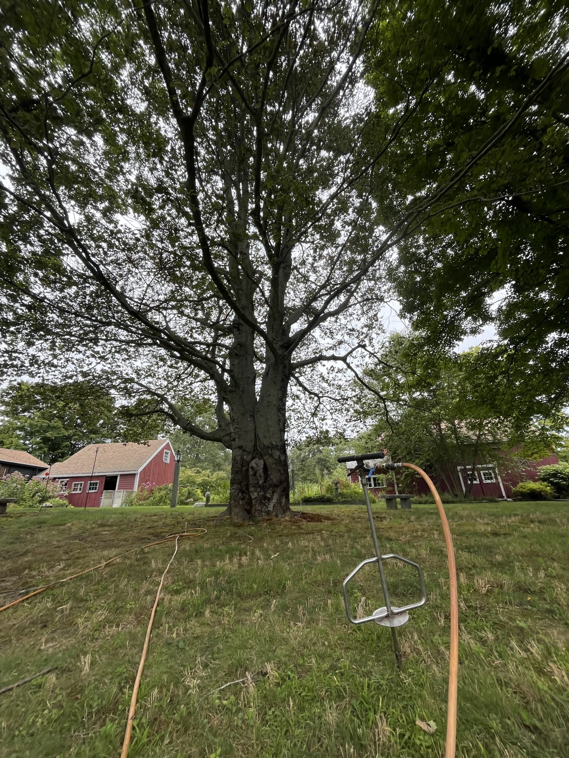 Tree Fertilizer In Thompson, CT