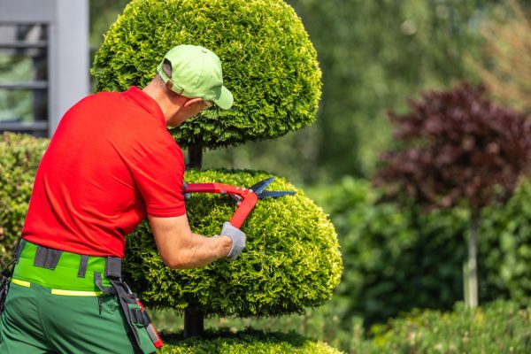 A gardener dressed in bright attire carefully trims a well-shaped topiary bush, showcasing skill in landscape maintenance during a warm sunny day.