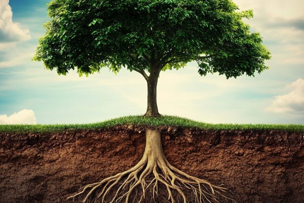 a tree that grows consisteltly because a farmer take good care of the roots of that same tree --v 6.1 Job ID: 21783de5-84f0-423d-9c12-163cb8980a56